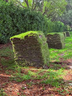 Fresh Cut Grass - Césped