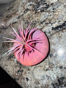 Tillandsia air plant with sea urchin