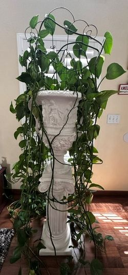 Stunning mature Golden Pothos in White Greek Column Pedestal Urn