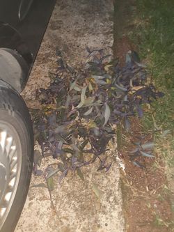 Purple plants $8.00 cash only (serious buyers)