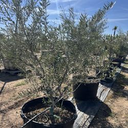 Olea europaea Swan Hill Fruitless olive trees for sale