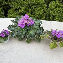 African Violets. Sammamish, Beaver Lake