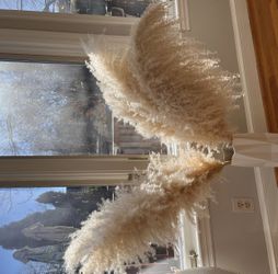 Pampas Grass $5 A Stem