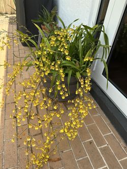 Exotic Orchids & Stag horns