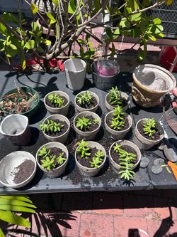 Plants