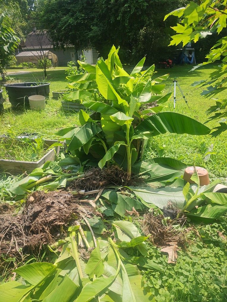 Banana Trees.
