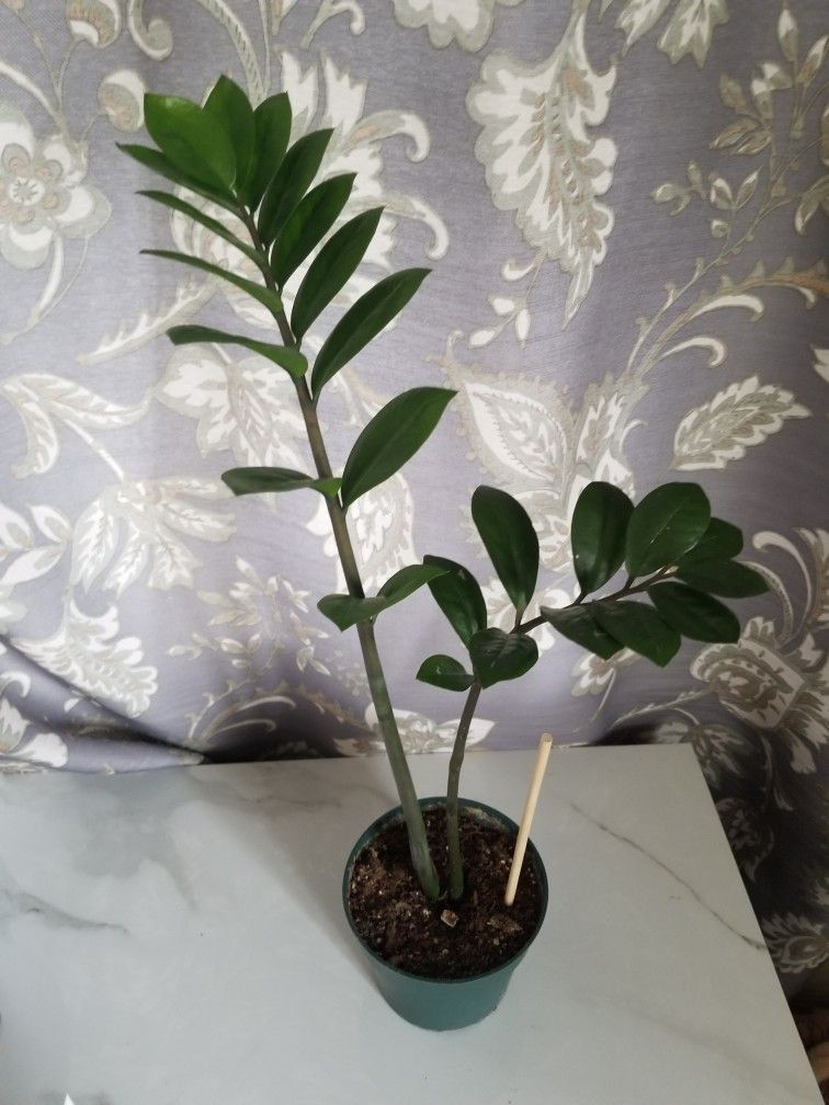 House plants