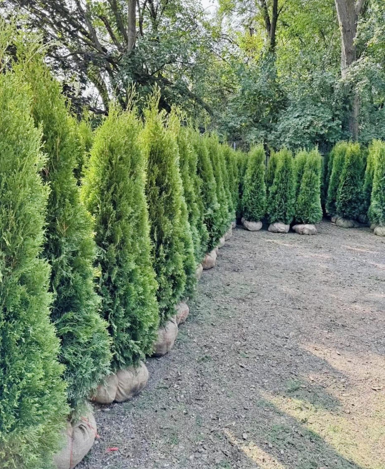 Privacy Tree Sale FREE DELIVERY! Emerald Green & Green Giants 