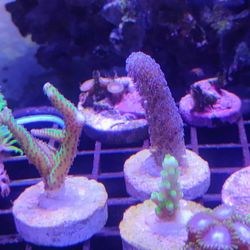 Fake Reed Decor/Rocks