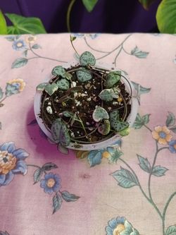 Variegated String Of Hearts 