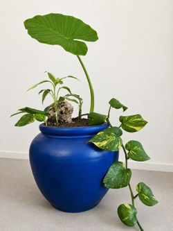 Plants