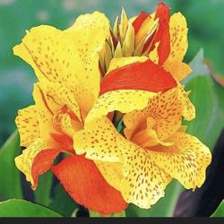 Canna, pond plant, Spanish moss, succulents, Queen’s tears bromeliads