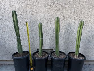 Mexican fence post cactus Lot of 4