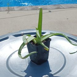 Aloe Small
