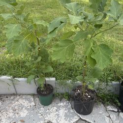 Egg Plant 3 1/2 Foot Tall 