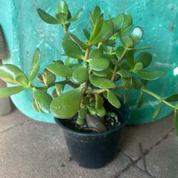 10 Inch Jade Plant