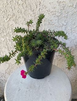 1.5 Gallon Pot Succulent Plant - Rare Portulaca Gilliesii - Purple Rice - Rooted & Established Plant - Drought Resistant - 🪴