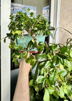 Bonsai Fukien Tea 