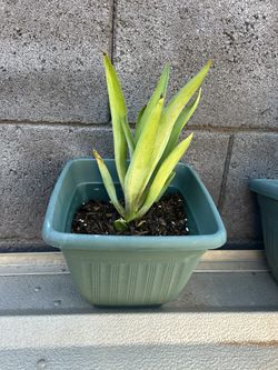 Agave Plant