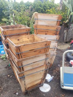 24 Box Tree