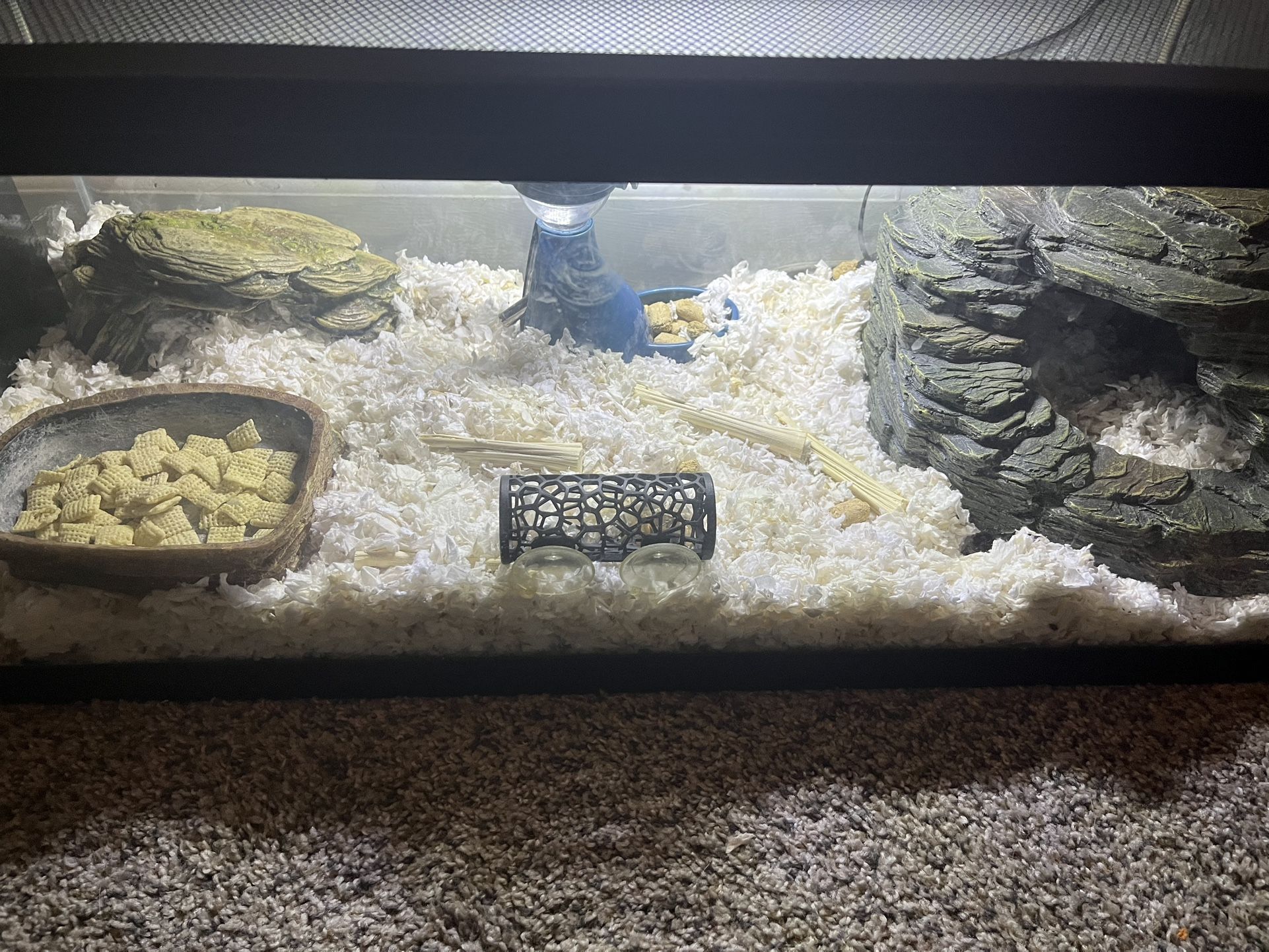 Fancy Mice And Supplies
