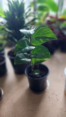 Plant - Pothos