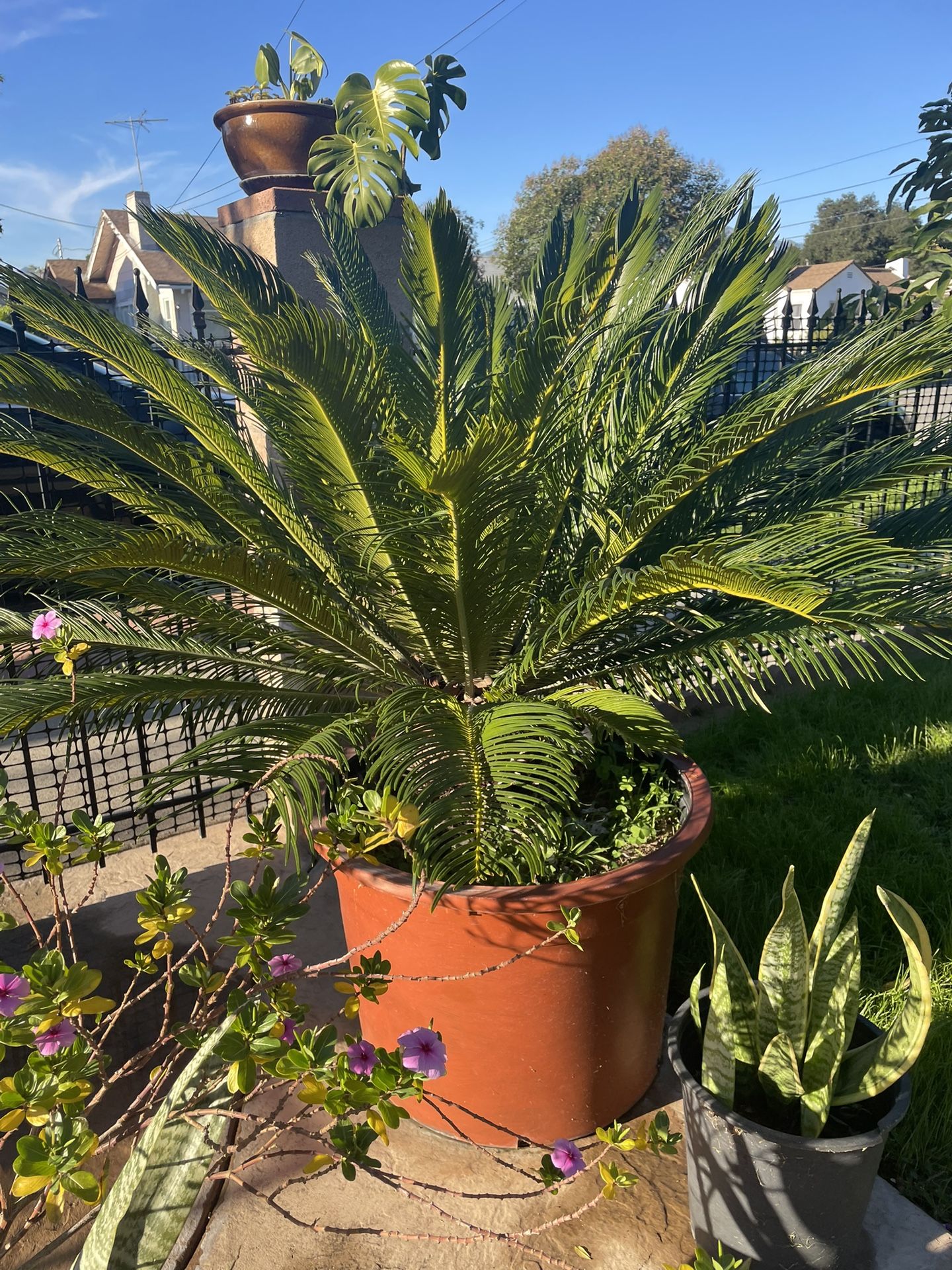 Sago Palm