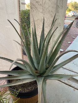 Aloe Vera