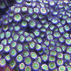 Sunny D Ornamental Zoanthid Coral