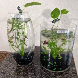 Fish Tanks (Fish Not Included)