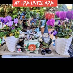 SUCCULENT SALE TODAY IN SAN LORENZO. SATURDAY STARTS AT 1PM 