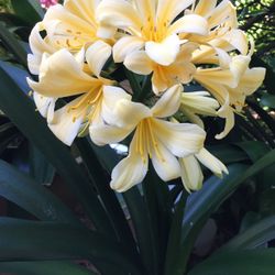 Indoor Clivia miniata - Yellow Blooms