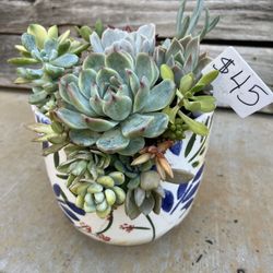Large Beautiful Succulent 