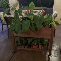 Tropical Patio Plants