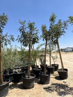 Red Push Pistache 25 Gallon $200 Each 