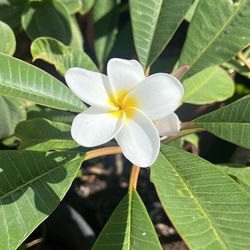 Plumeria Blanca De Rico Aroma .