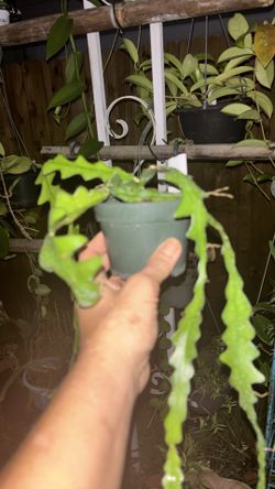 Ric Rac Cactus