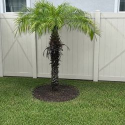 FREE PALMTREE