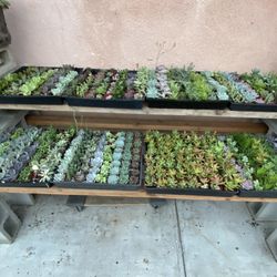 Succulents