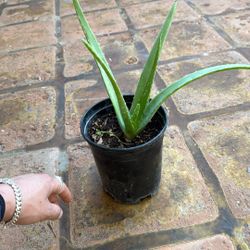 Aloe Vera Plants 