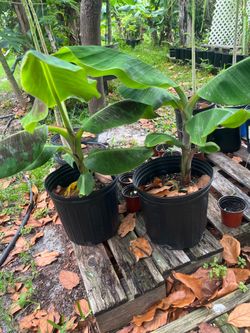 Banana Trees
