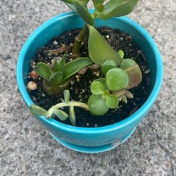 Succulents Plant