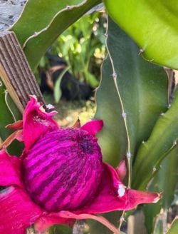 Dragon fruit plants