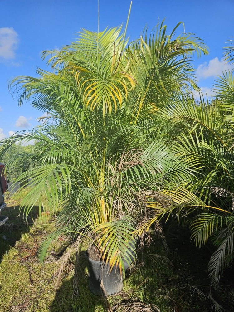 huge arecas over 8 to 9 feet tall Instant Privacy Hedge For Fence