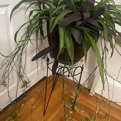 Purple Heart And Spider Plant 