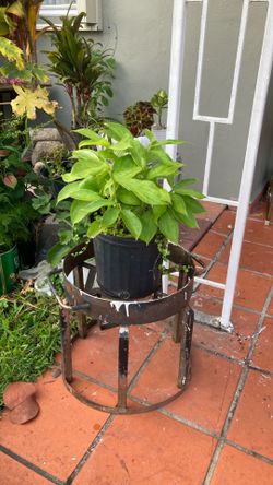 Plantas