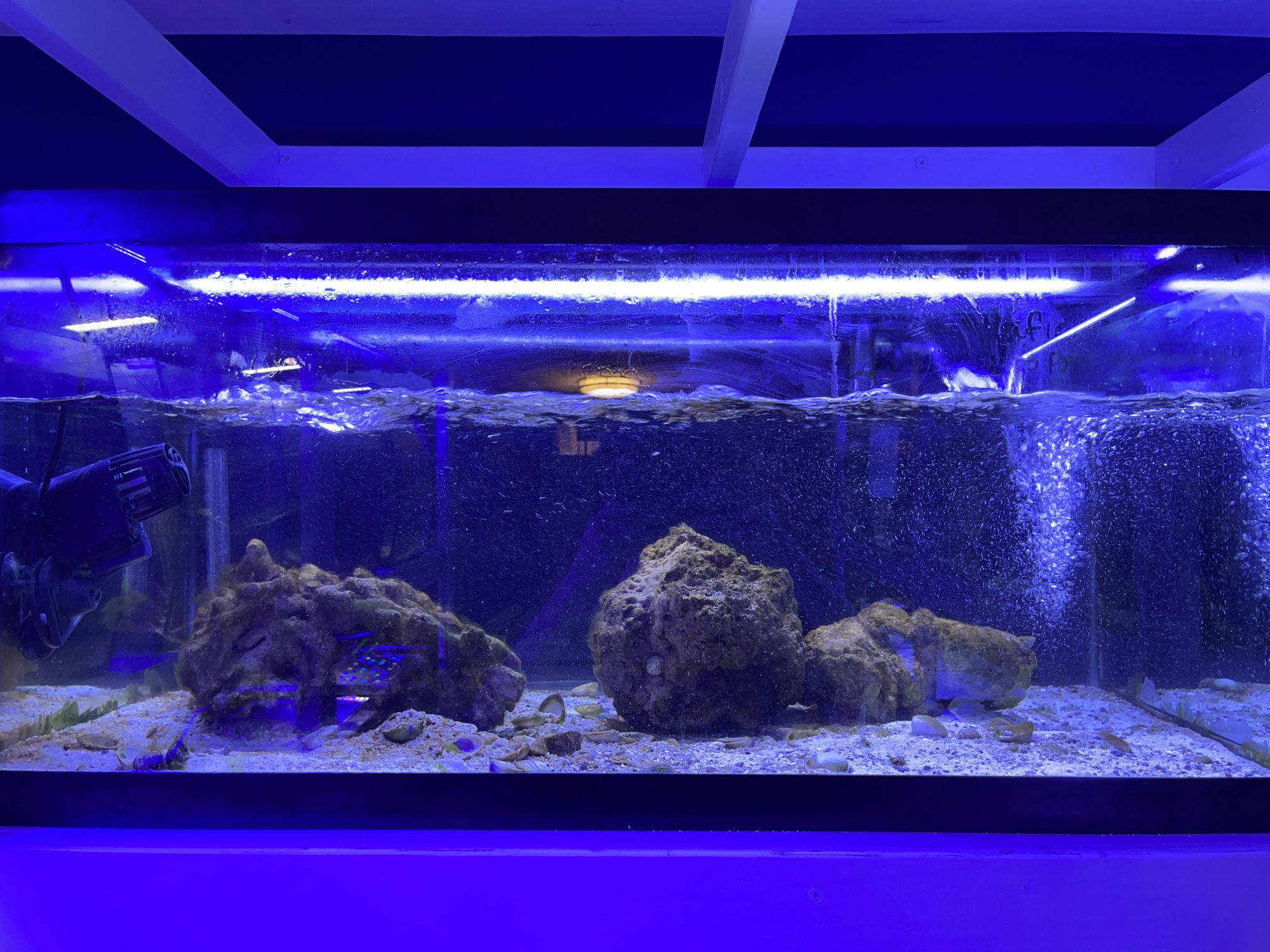 Custom Glass Aquarium Setups Fish Tank SPECIAL ORDER! HOME DELIVERY