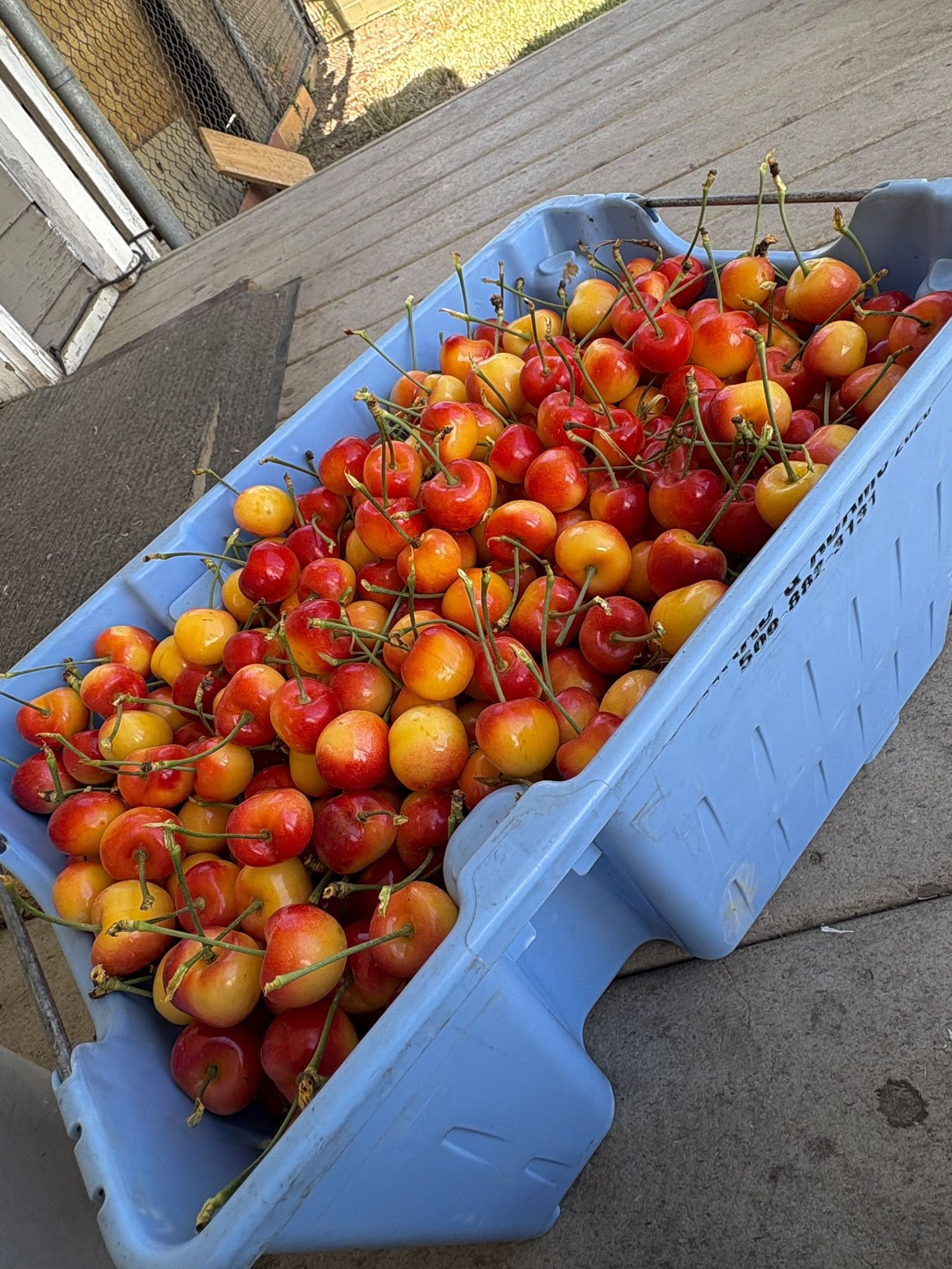 Cherrys For Sale