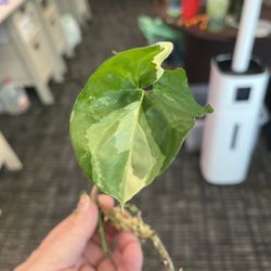 Albo Syngonium Rooted Cutting 