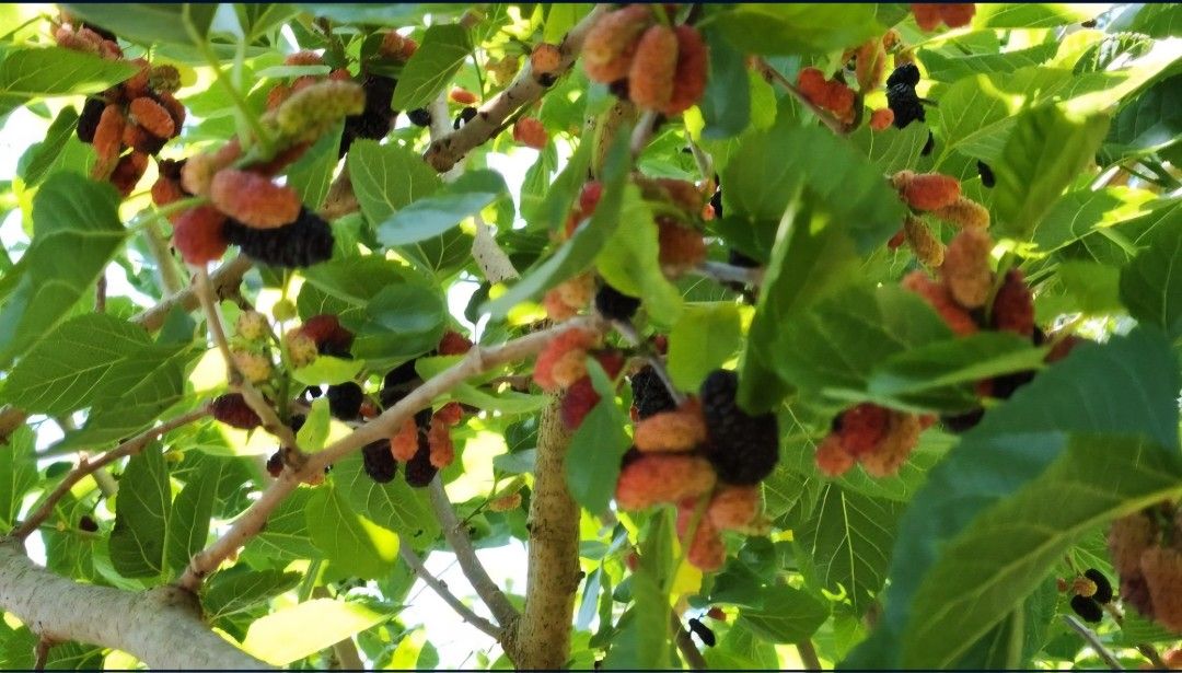 You Will Be Swimming In Fruit! | Mulberry Fruit Tree (Everbearing)
